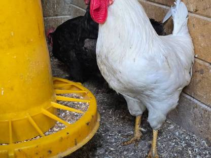 Bild 3:Schöne Junghähne