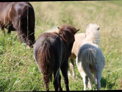 Bild 6:Minishetty Prämienstute mit oder ohne Fohlen