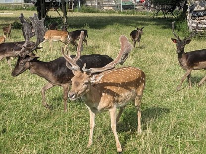 Bild 7:Damwild, Damhirsch