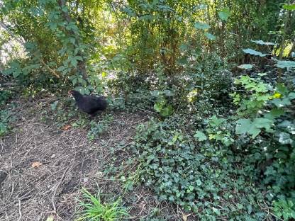 Bild 5:Hennen und Hähne verschiedenen Alters