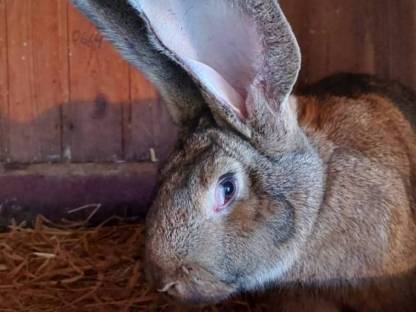 Bild 5:Grauer Riesenrammler