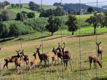 Bild 3:Rotwild Hirsche im 1.Kopf