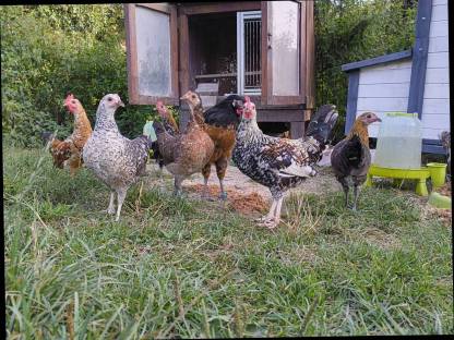 Bild 6:Steinpiperl, Zustellung möglich