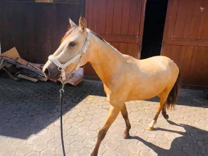 Deutsches Reitpony von Gold Garant