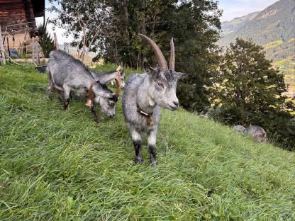 Bild 5:Blobe Ziege HB