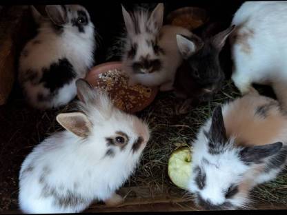 Bild 4:Löwenkopf Zwergkaninchen in allen Farben
