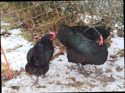 Australorps Stamm