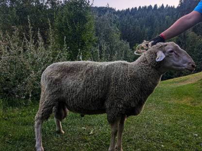 Bild 2:Bio Merino Widder