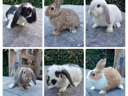 Zwergkaninchen Jungtiere