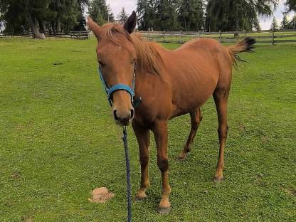 Bild 3:Quarter Horse Wallach