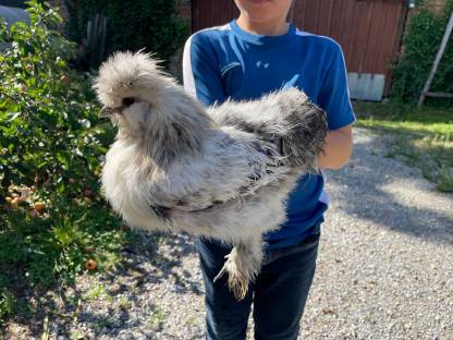 Bild 7:Hühner und Hähne reinrassig, teilweise farbrein