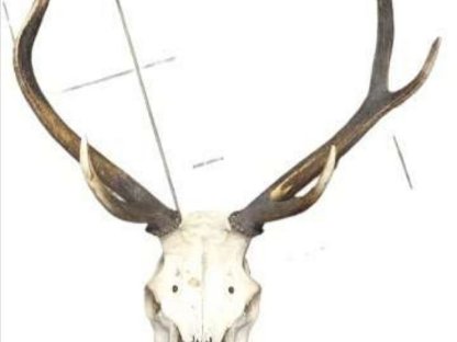 Bild 2:Geweih 3 Stk.