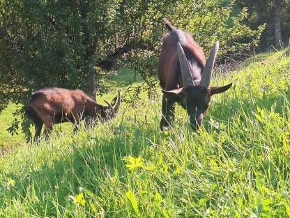 Aosta Bockkitz