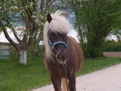 Classic Pony Wallach