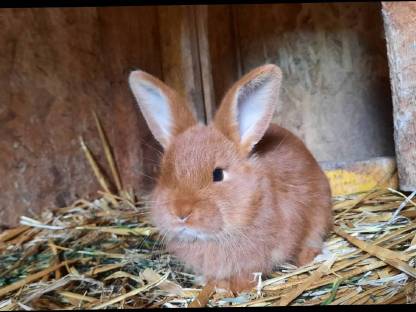Bild 3:Rote Neuseeländer Fleischrasse