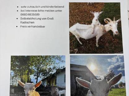 Ziegen