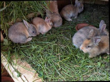 Bild 5:Löwenkopf Zwergkaninchen