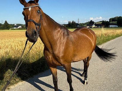 Bild 4:Tschechisches Warmblut, Stute, 13 Jahre, 150 cm, Brauner