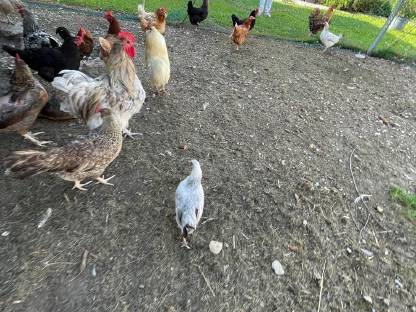 Bild 8:Hennen und Hähne verschiedenen Alters