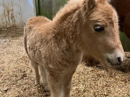 Bild 3:Mini Shetty Hengstfohlen