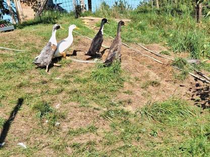 Bild 3:Laufenten Schneckensammler