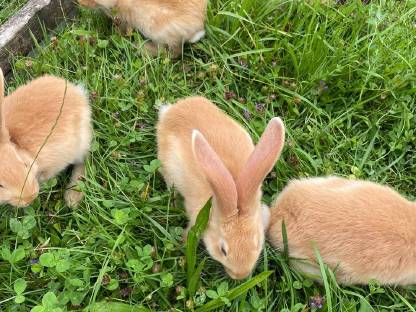 Bild 2:Deutsche Riesen