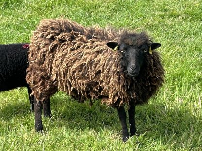Bild 7:Ouessantschafe, Zwergschafe, Herdbuch