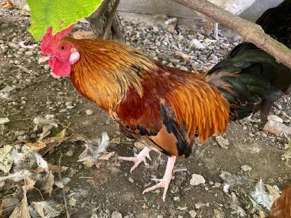 Bild 2:Zwerghühner nur an guten Platz schlachtfrei