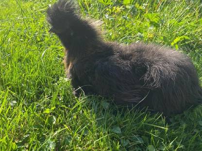 Bild 6:Seidenhühner