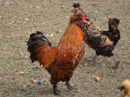 Bild 2:Pawlowskaja Hahn