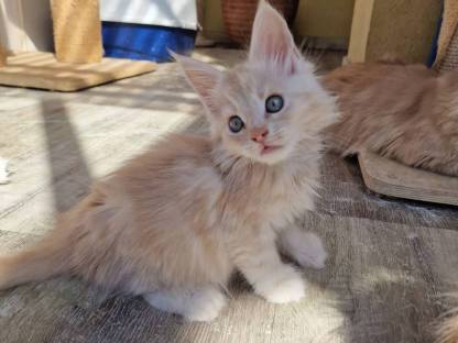 Maine Coon mit Stammbaum