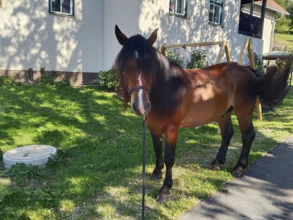 Noriker Wallach