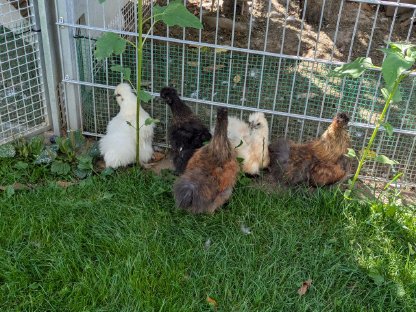 Zwerg-Seidenhuhn-Hähne zu verschenken