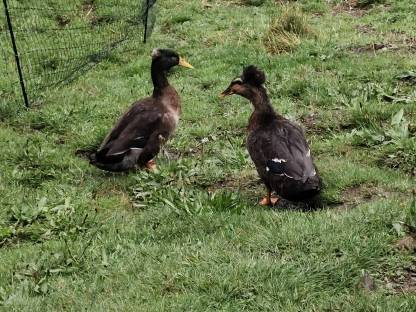 Bild 2:Landenten, Haubenente, Zell am See