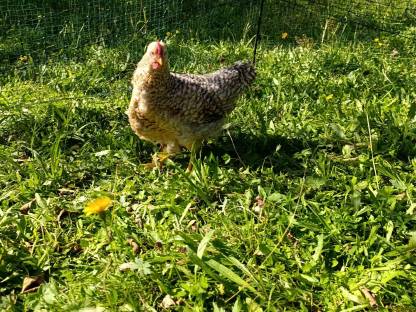 Bielefelder Kennhuhn Hähne