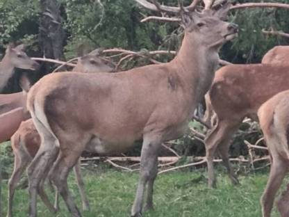 Bild 5:Rotwild Rothirsch