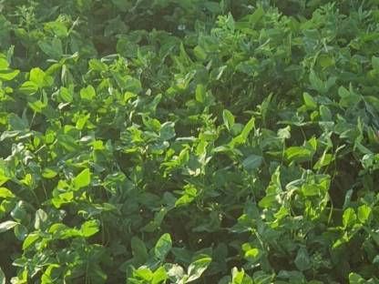 BIO Silageballen
