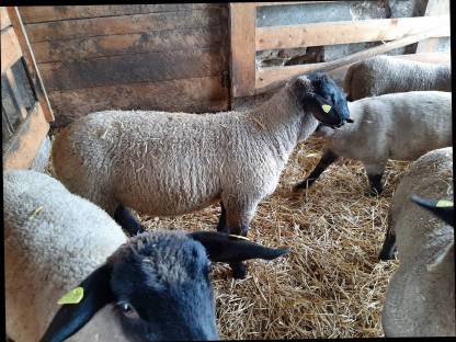 Bild 2:Suffolk Jungwidder aus Herdebuchzucht