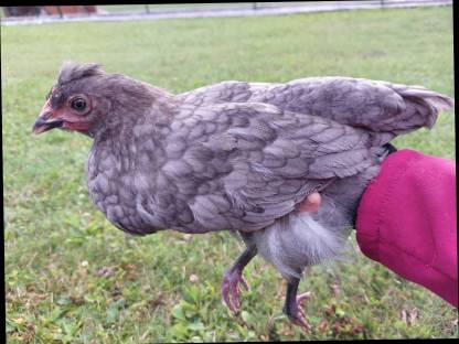 Maran-Strupphuhn