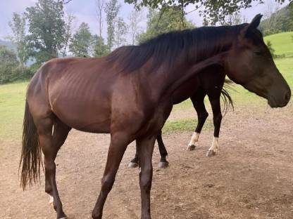 Warmblutstute roh