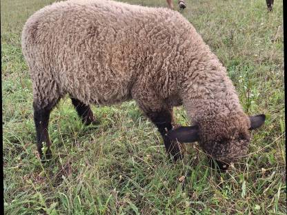 Bild 2:Schwarzkopf-Schafwidder