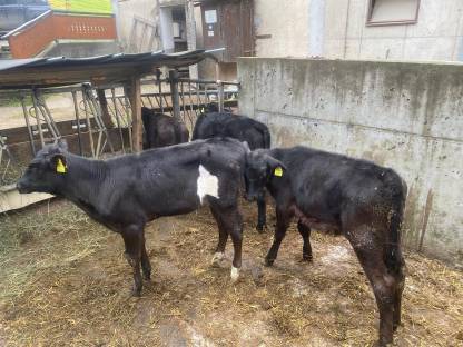 Verkaufe Wagyu Kreuzungseinsteller