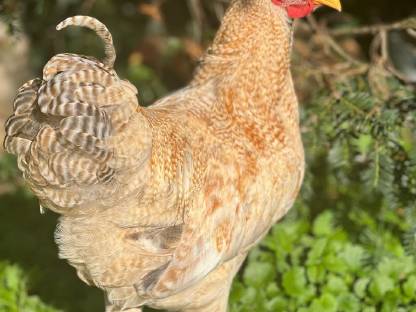 Bild 2:Zwergwyandottenhahn