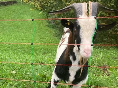 Bild 2:HB-Tauernscheckenbock ADLER