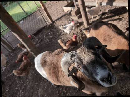 Bild 3:Kamerun Schafbock