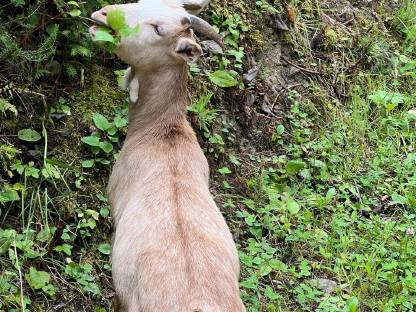 Bild 5:Weibliche Ziegen 4 Monate alt Anglo Nubier Mix