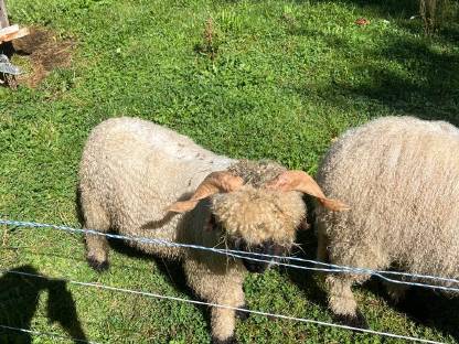 Bild 2:Waliser Schafe