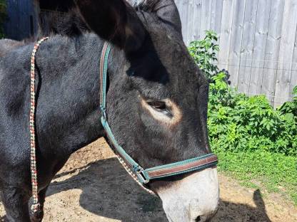 Bild 2:Katalanischer Riesenesel