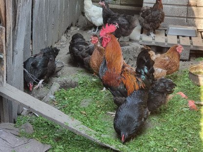 Bild 2:Verschenken Seidenmischlings-Hühner