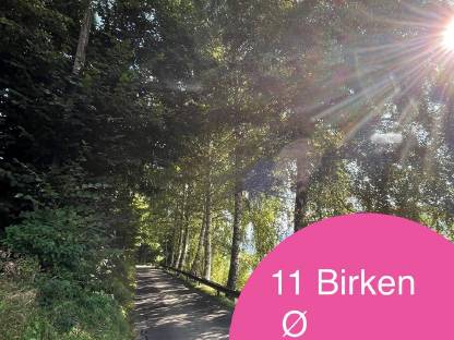 Zu verschenken: Birkenbäume zum Selber-Schlagen, Krems Kärnten